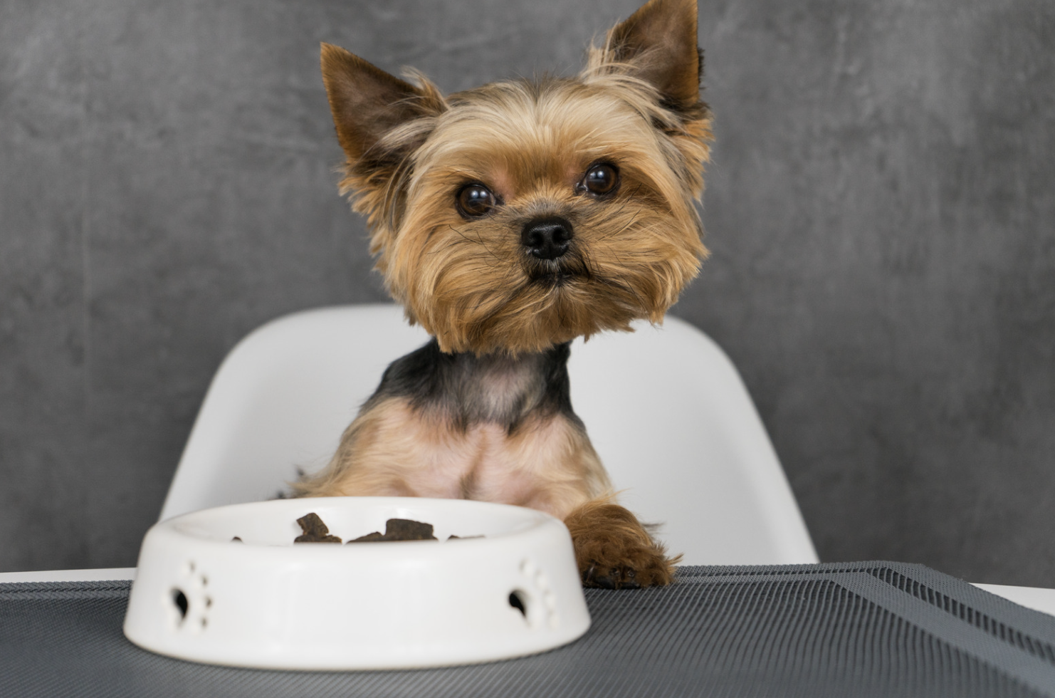 Croquettes pour chien sans céréales : Offrez une alimentation saine à votre chien