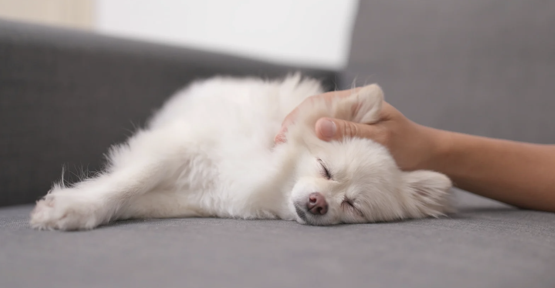 École d'ostéopathie animale : Formez-vous aux techniques d'ostéopathie pour animaux